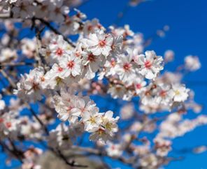 Badem Çiçeği Zamanı ve Festivali Datça Turu (5* Grand Yazıcı Club Turban Termal Otel Konaklama)