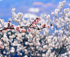 Badem Çiçeği Zamanı ve Festivali Datça Turu (5* Grand Yazıcı Club Turban Termal Otel Konaklama)