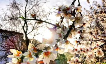 Günübirlik Datça Badem Çiçeği Festivali