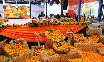 Günübirlik Seferihisar Mandalina Şenliği